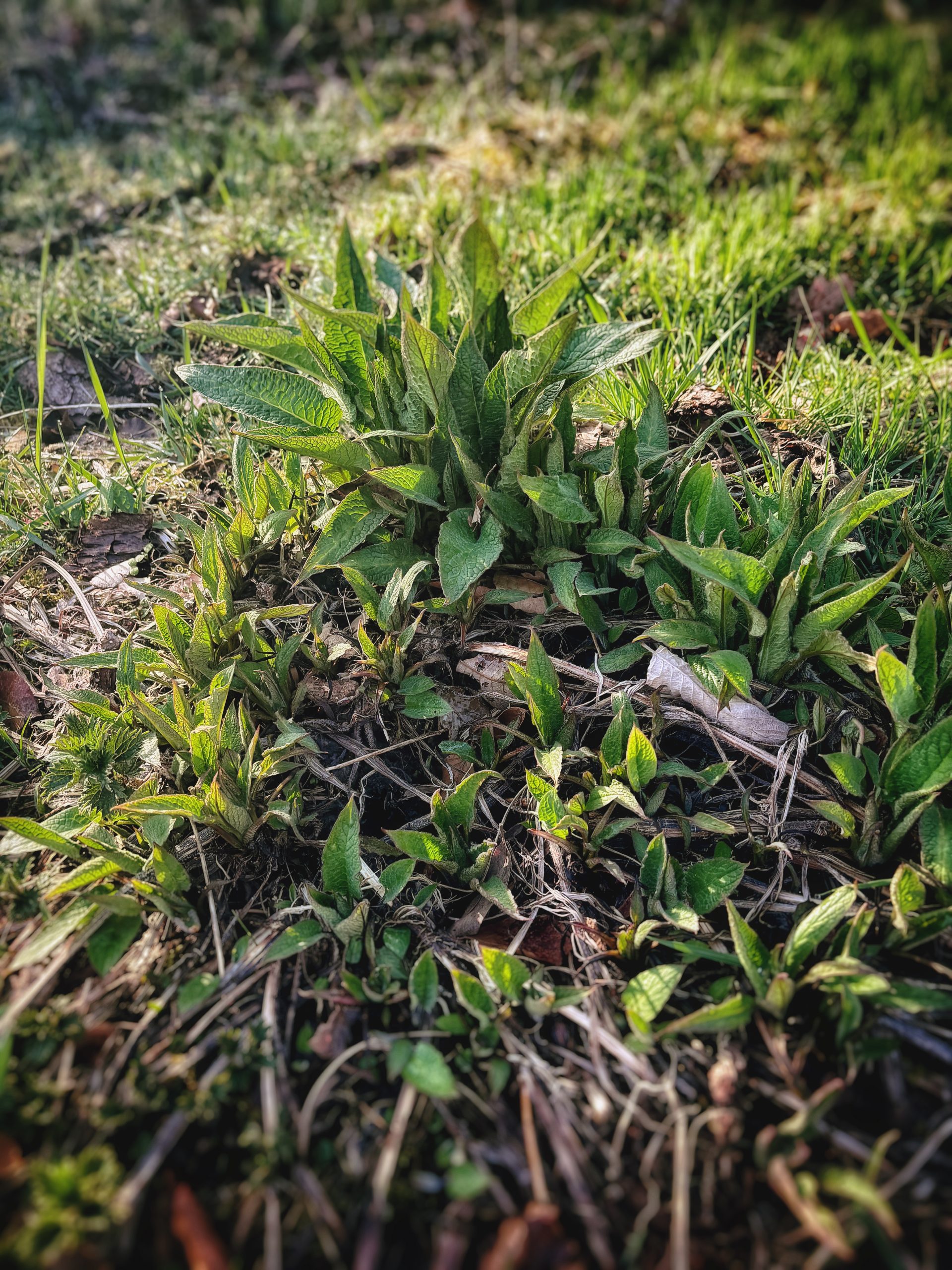 Beinwell | Wildnisreisen.net