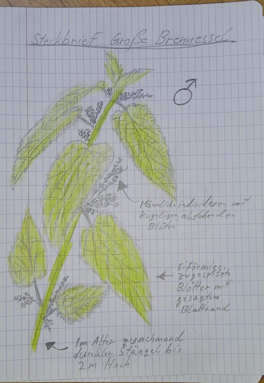 Brennnessel_Piet | Seidel Botanical notebook sketch showing a plant with large green leaves, yellow-green shading, and labeled notes including a male symbol indicating a gendered plant part.